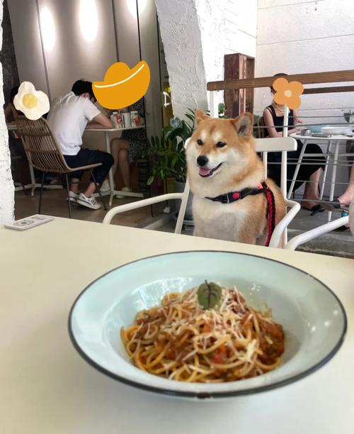上海寵物友好餐廳 噓無聲服務與貼心寵物服務